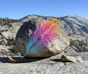 The Tale of the Feather of a Bee Hummingbird and a Glacial Boulder